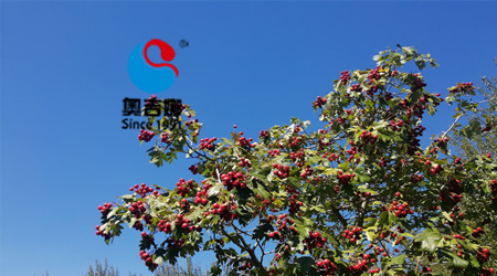 ePAO合成油金秋碩果累累——奧吉娜2018年第三季度工作總結(jié)會圓滿結(jié)束